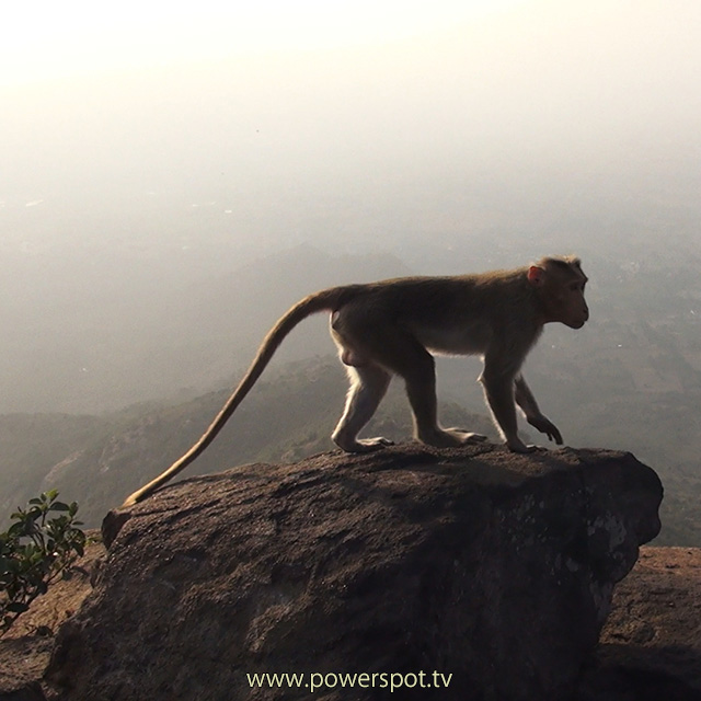 南インド，ティルヴァンナーマライ アルナーチャラ山頂の猿　2014.1.26撮影 